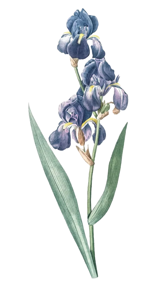 Blue Pea Flower