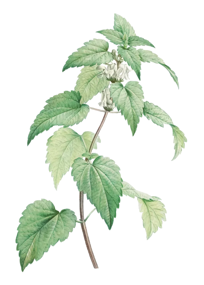 Peppermint