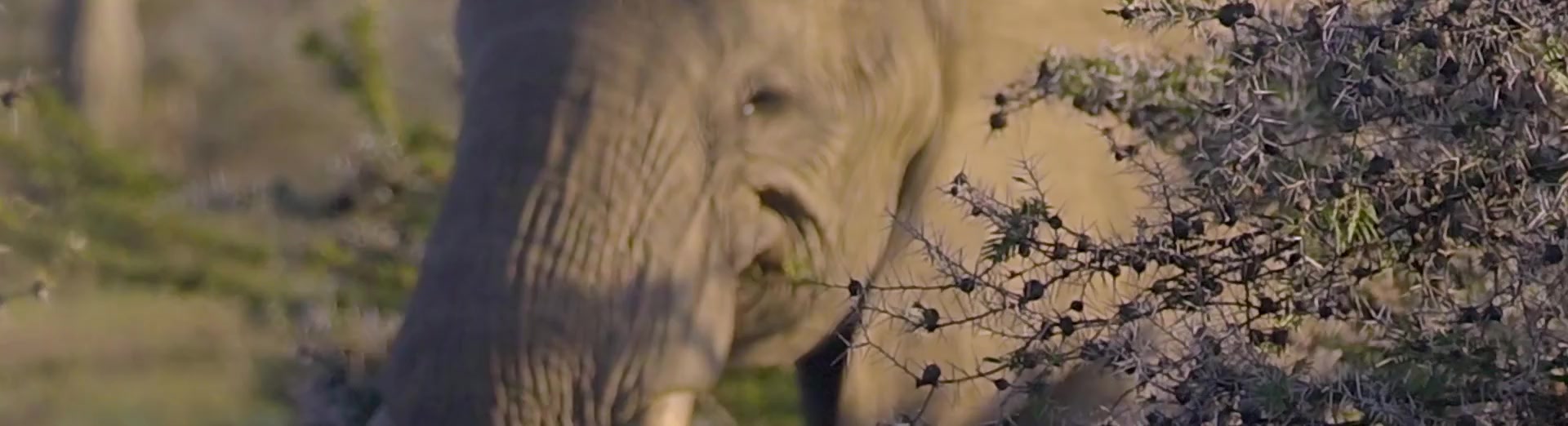 Elephant in a tea landscape