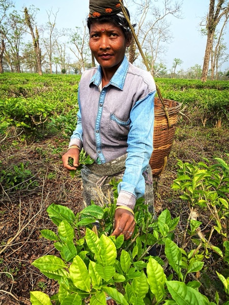 Responsibly sourced tea
