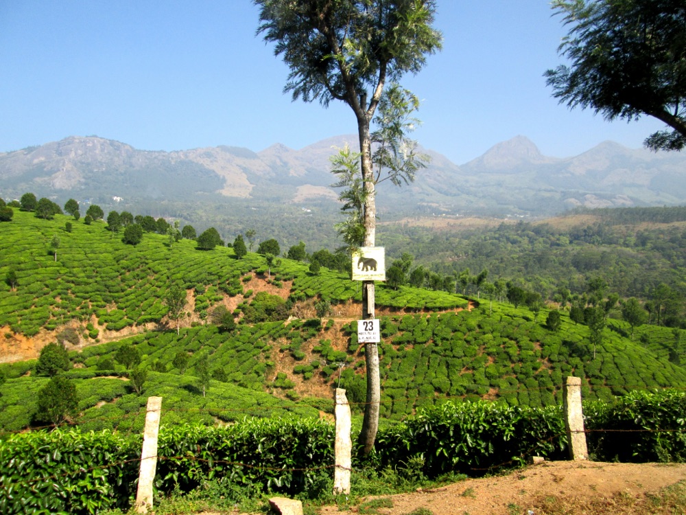 Tea terraces in the hills