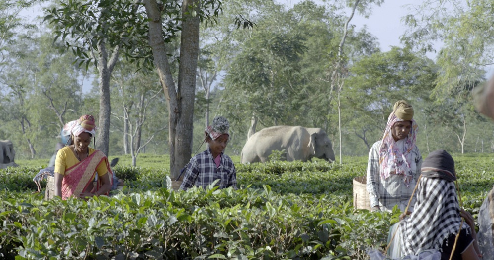 Workers in a tea garden
